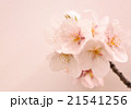 2016_桜2 21541256