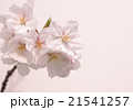 2016_桜3 21541257