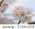 2016_桜4 21541258