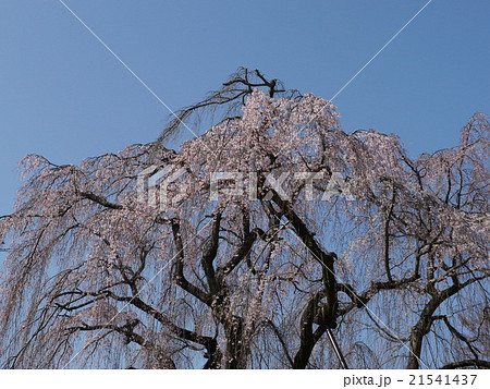 しだれ桜 21541437