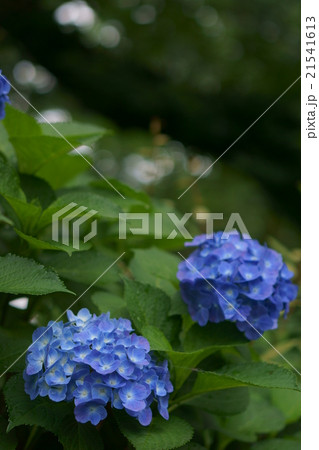 雨上がり 雨上がり 21541613