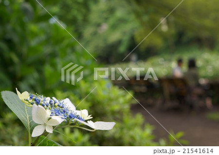 梅雨の晴れ間に語らう 21541614