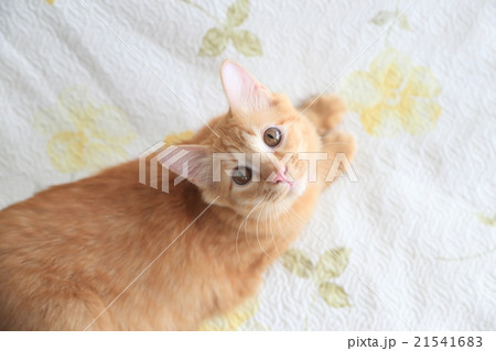 Ginger Cat 21541683