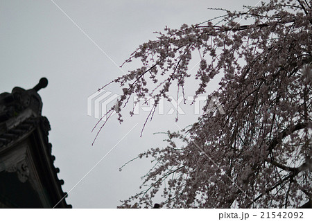 しだれ桜と寺 しだれ桜と寺 21542092