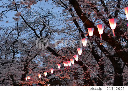 夜桜 21542093