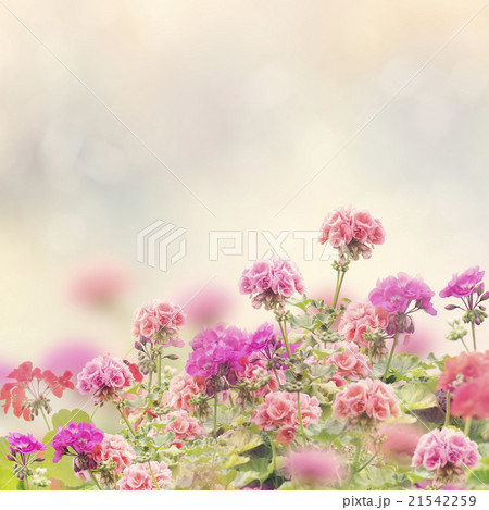 Geranium Flowers Background 21542259