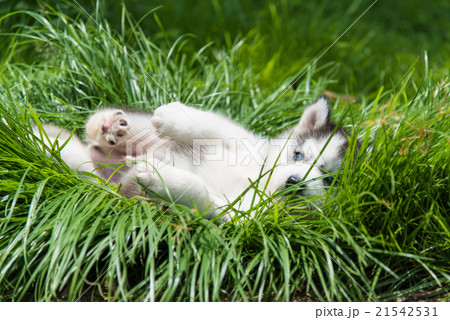 Puppy siberian husky 21542531