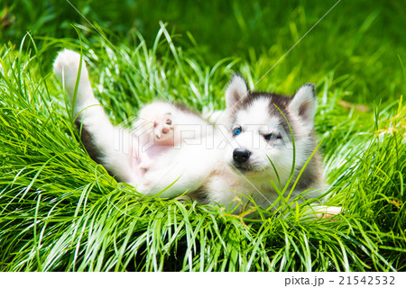 Puppy siberian husky 21542532