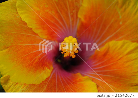 ゴールデンベル 21542677