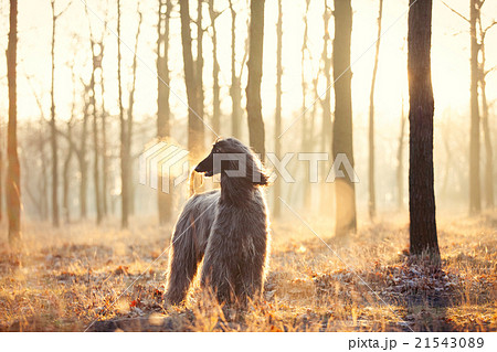 photo of the dog 21543089