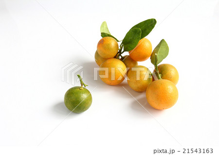 Kumquat on white background 21543163