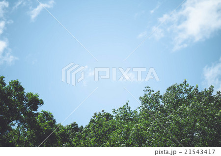 木と空 21543417