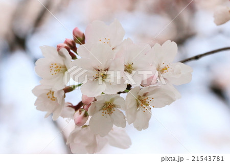 五条川の桜のクローズアップ 21543781
