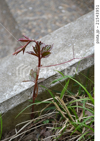 ヤブガラシ 新芽 の写真素材