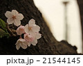 桜の新芽 21544145