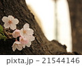 桜の新芽 21544146