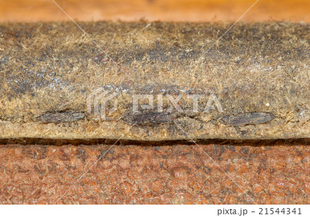 Close-up of old stiches in leather 21544341