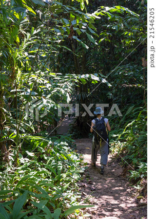 Trekking in Borneo rainforest Trekking in Borneo rainforest 21546205