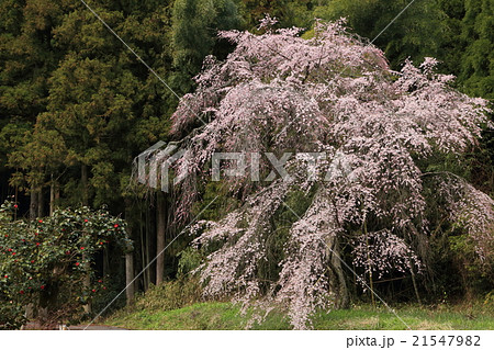 阿東町 西居坂 枝垂れ桜 阿東町 西居坂 枝垂れ桜 21547982