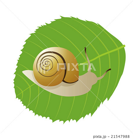 カタツムリ 21547988