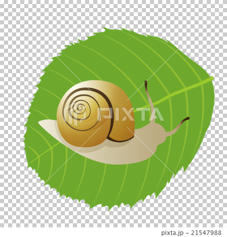 蝸牛 21547988