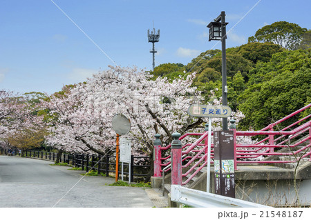宇美公園子安橋の桜 21548187