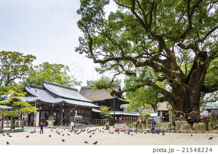宇美八幡宮の拝殿本殿と湯蓋の森 21548224