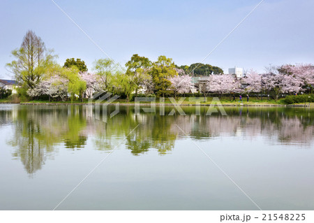 諸岡池公園の桜 諸岡池公園の桜 21548225
