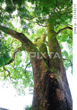 クスノキ 21548272