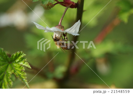 生き物　昆虫　セイヨウミツバチ、モミジイチゴで蜜集め。おいしい蜜ができそうです① 21548559