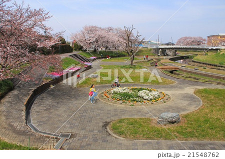 桜堤の公園 21548762