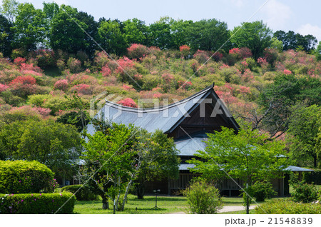 西都原古墳高取山のミツバツツジ 21548839