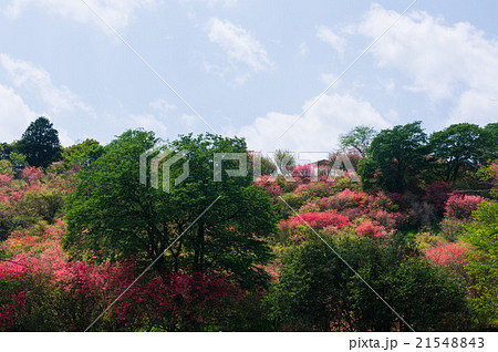 西都原古墳高取山のミツバツツジ 21548843
