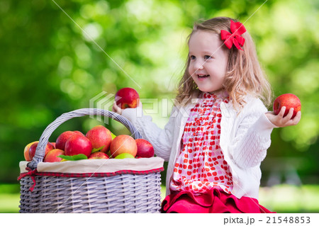 Little girl picking apples in fruit orchard 21548853