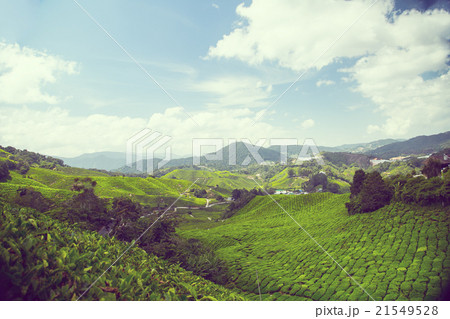 Tea plant  at Cameron Highland 21549528