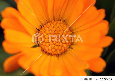 キンセンカの花の中のスター 21549573