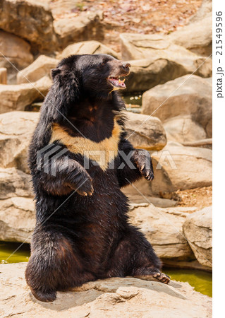 asiatic black bear 21549596