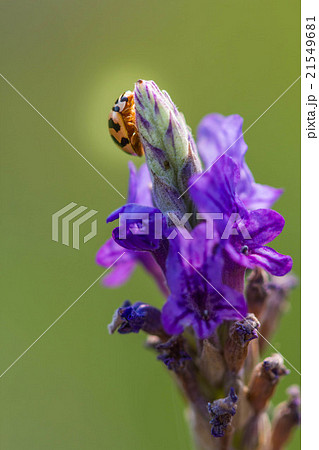 Asian Ladybug or ladybird beetle Asian Ladybug or ladybird beetle 21549681