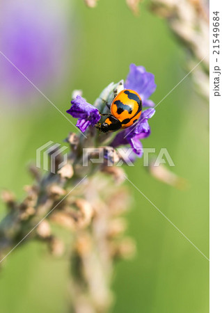 Asian Ladybug or ladybird beetle Asian Ladybug or ladybird beetle 21549684