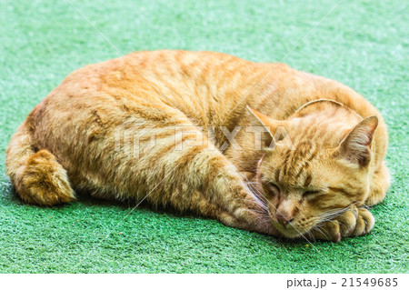 lazy orange cat lazy orange cat 21549685