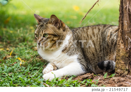 cute cat on nature background cute cat on nature background 21549717