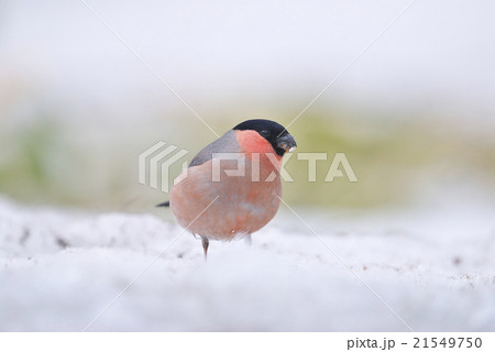 アカウソ 21549750