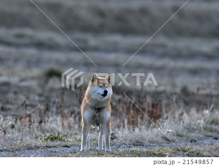 凛とした空気の中で 21549857