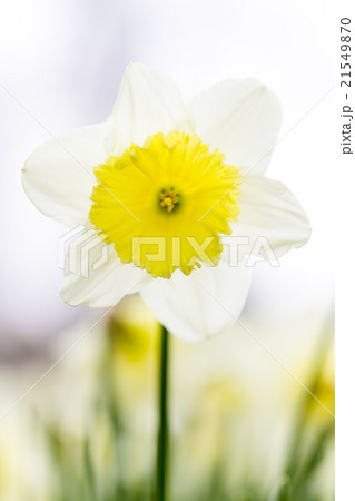 すいせんの花 21549870
