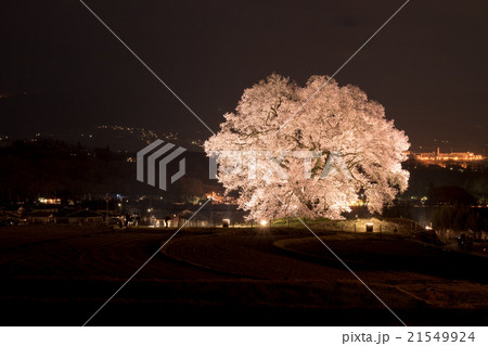 わに塚のサクラ 21549924