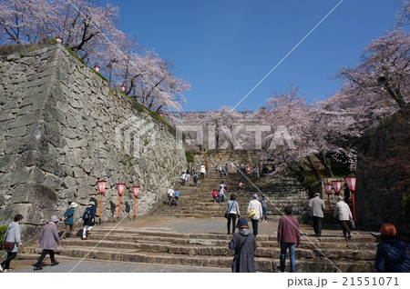 桜満開の津山「鶴山公園」：表中門跡の国内でも珍しい広い階段 21551071