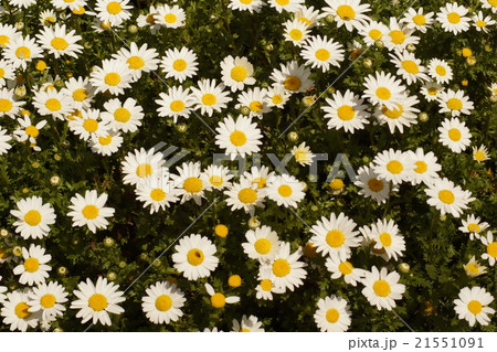 マーガレット 白花 マーガレット 白花 21551091