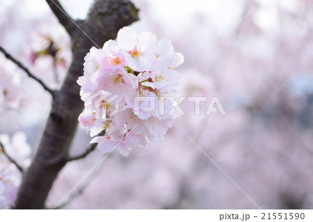 桜満開 21551590