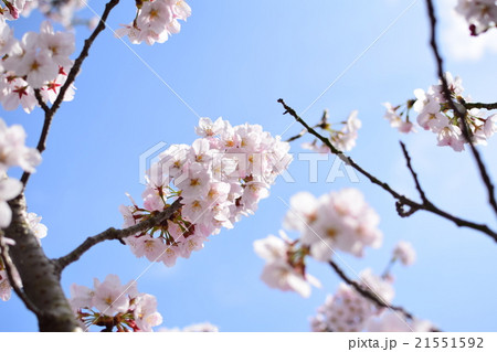桜満開 21551592