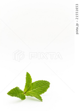ミント:mint 21551653